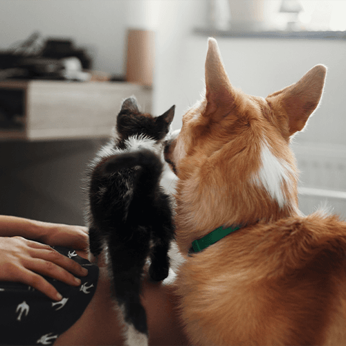 Социализация собаки и кошки из приюта