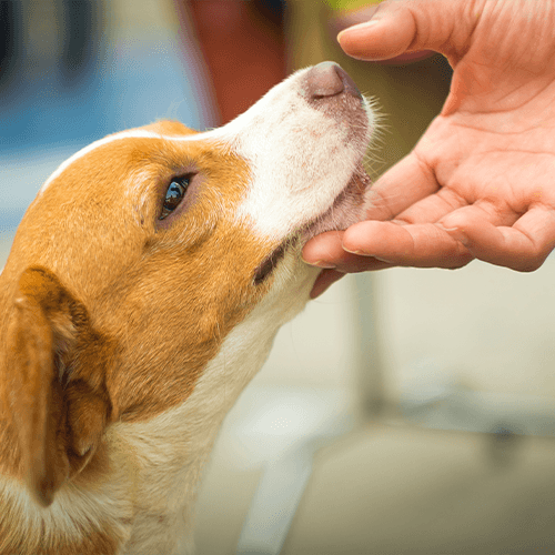 Дрессировка и воспитание собаки из приюта