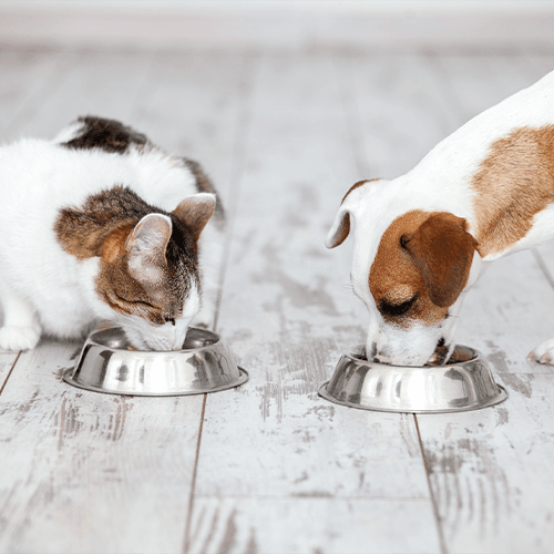 Как поддерживать показатели здоровья кошки или собаки в норме