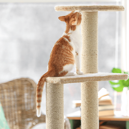 Как подготовиться к появлению домашнего питомца