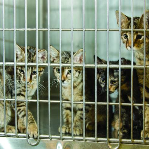 Как помочь бездомным животным