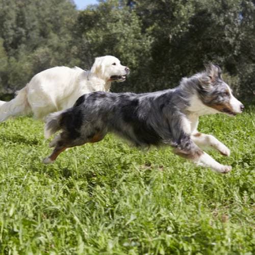 Какого пола лучше заводить собаку