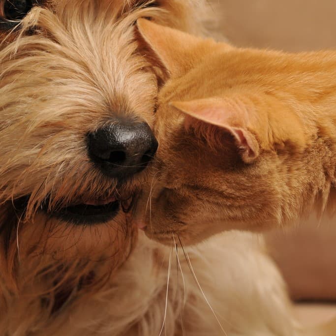 Популярные мифы о животных из приюта