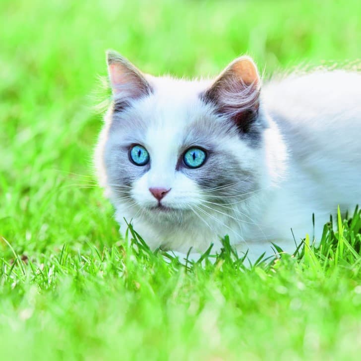 Самовыгул кошек