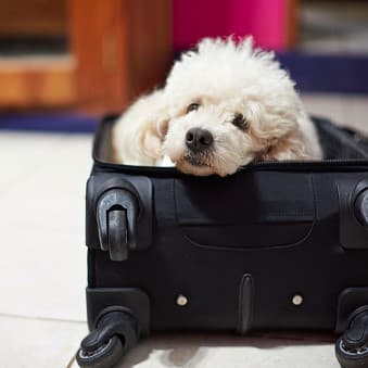 Где оставить собаку на время отпуска