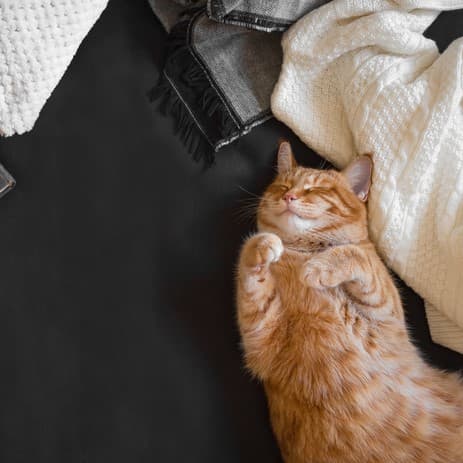 Где оставить кошку на время отпуска