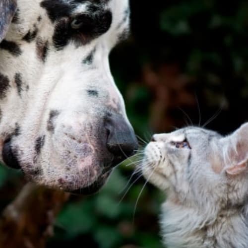 Собака и кошка