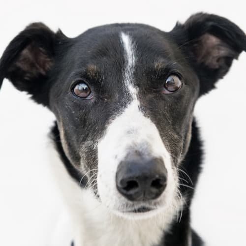 Депрессия у собак: симптомы и причины