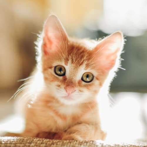 Котенок смотрит в камеру