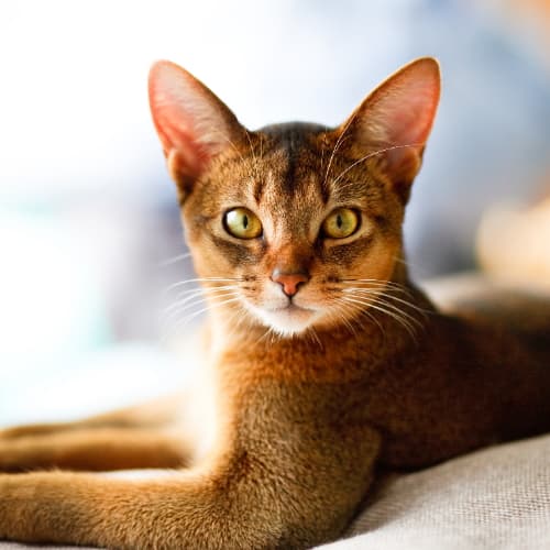 Как правильно подстричь когти кошке