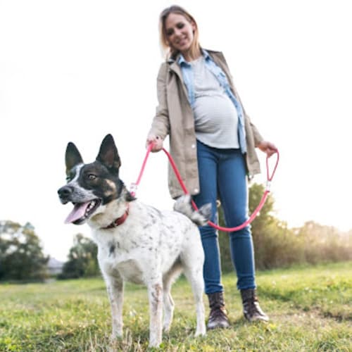 Можно ли заводить собаку во время беременности