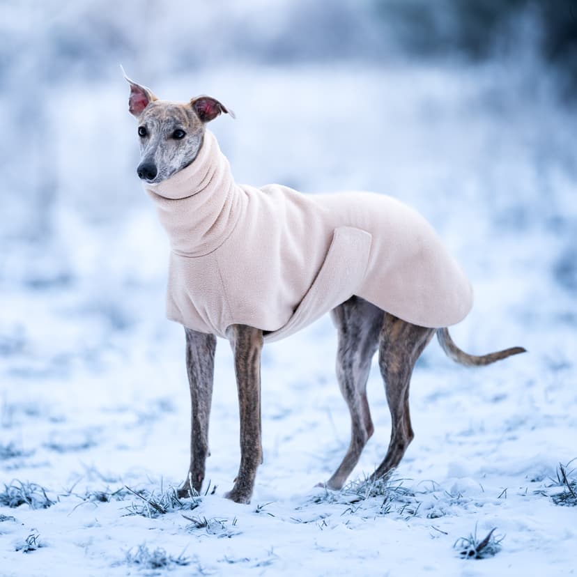 Почему собака дрожит