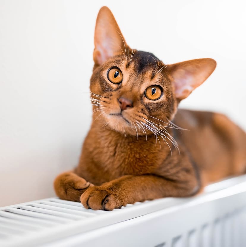 Почему у кошки слезятся глаза