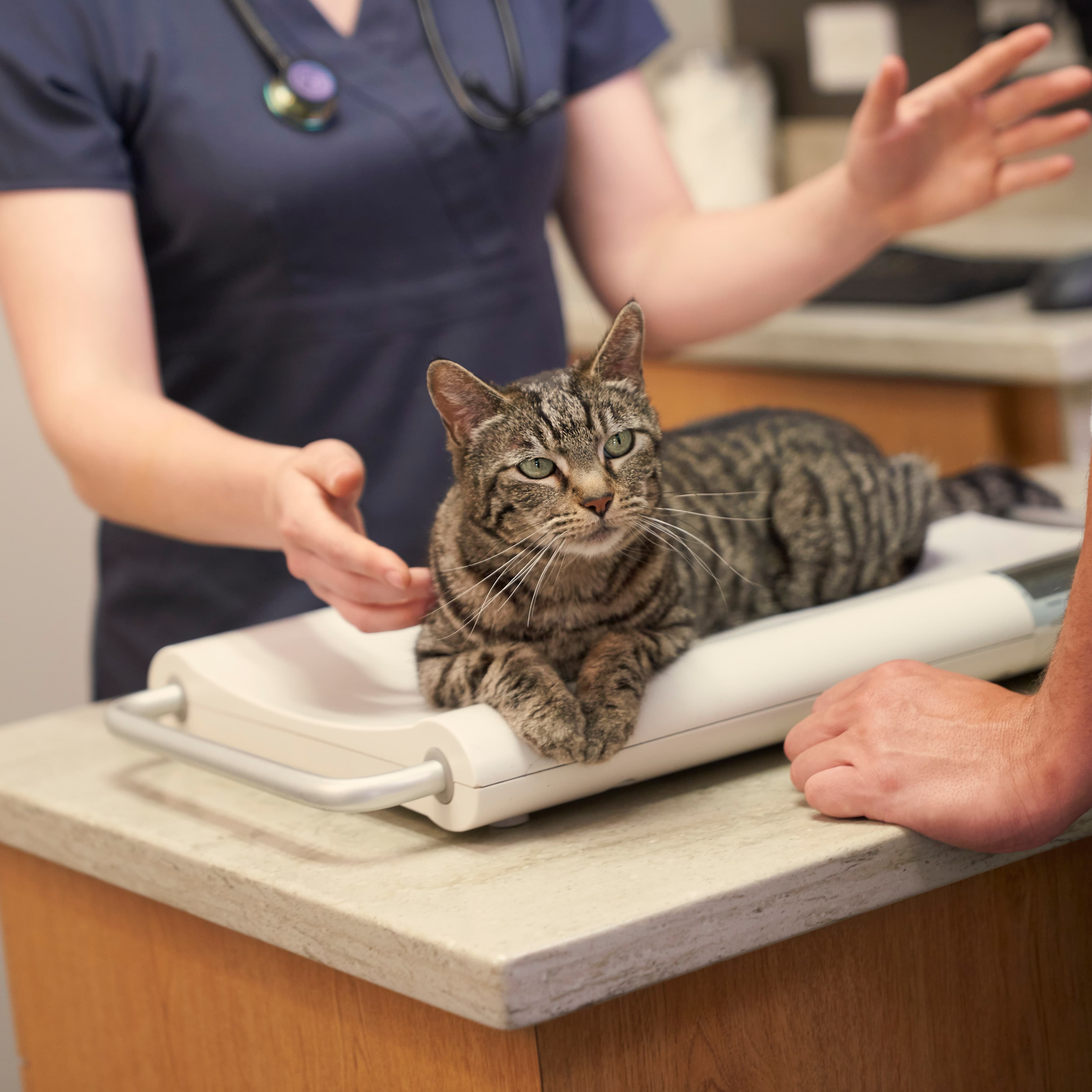 В каком возрасте кастрируют котов