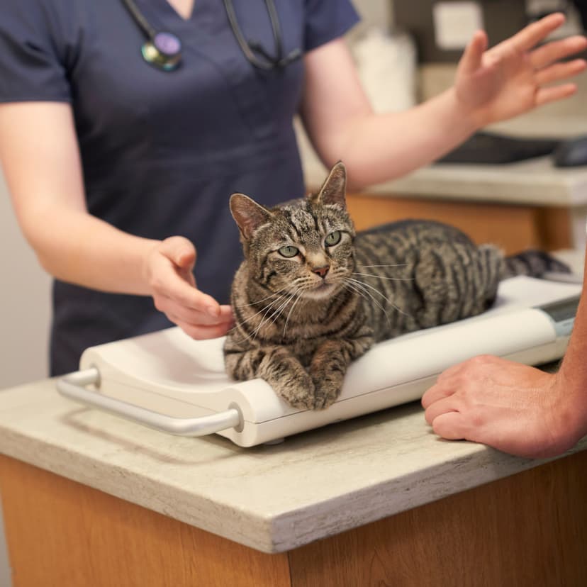 В каком возрасте кастрируют котов