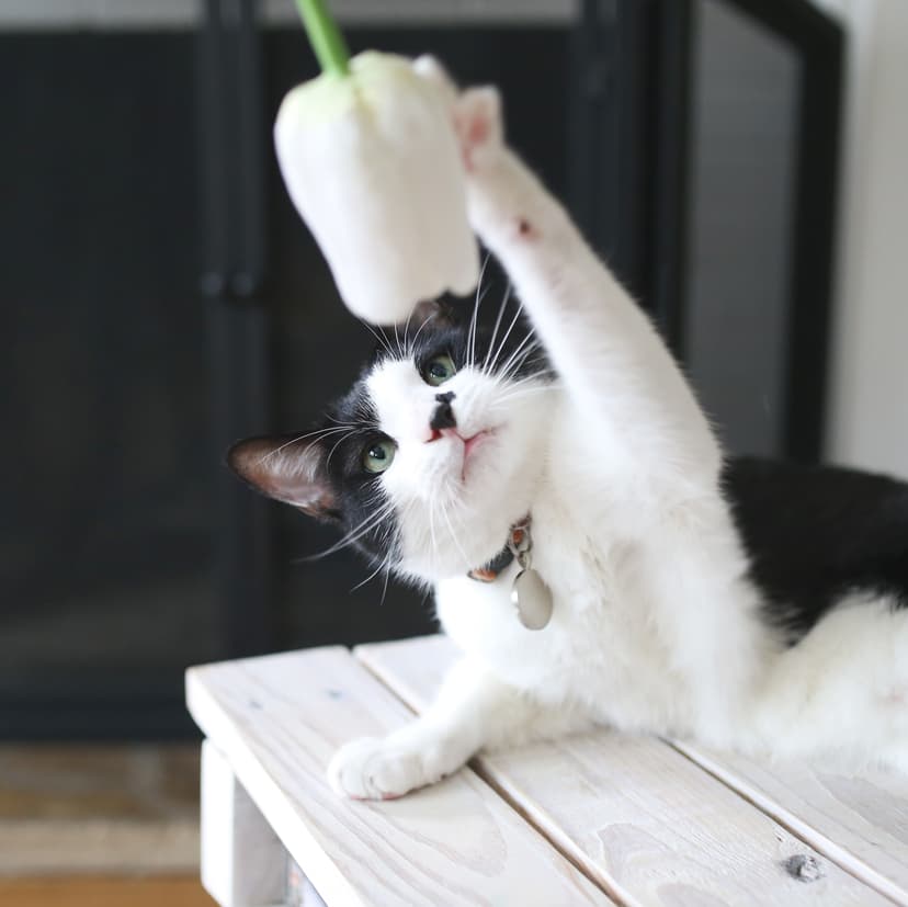 В каком возрасте стерилизуют кошек