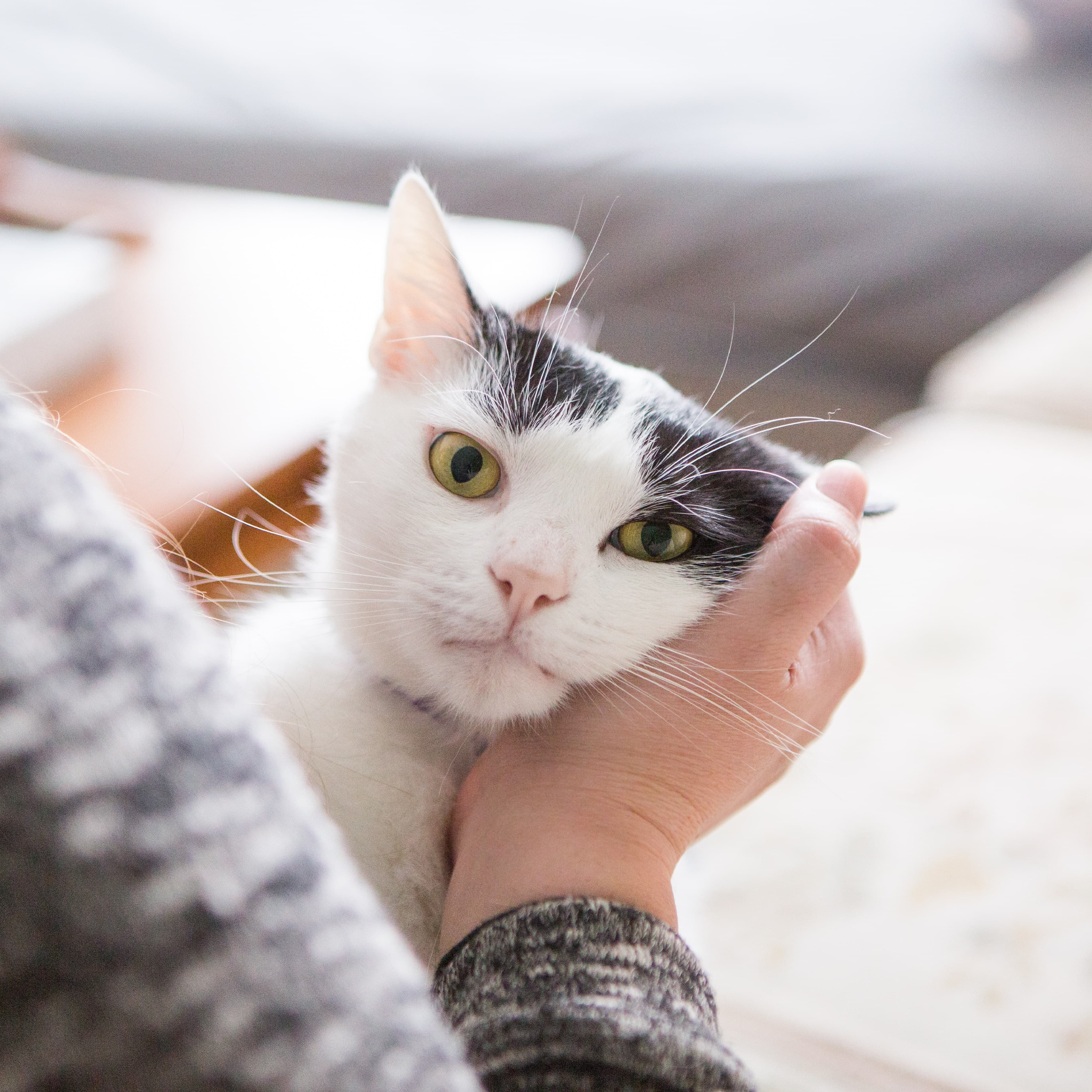 Уход за кошкой после операции