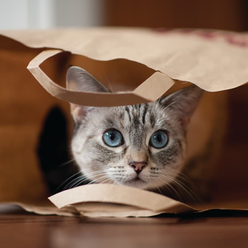 Течка у кошек