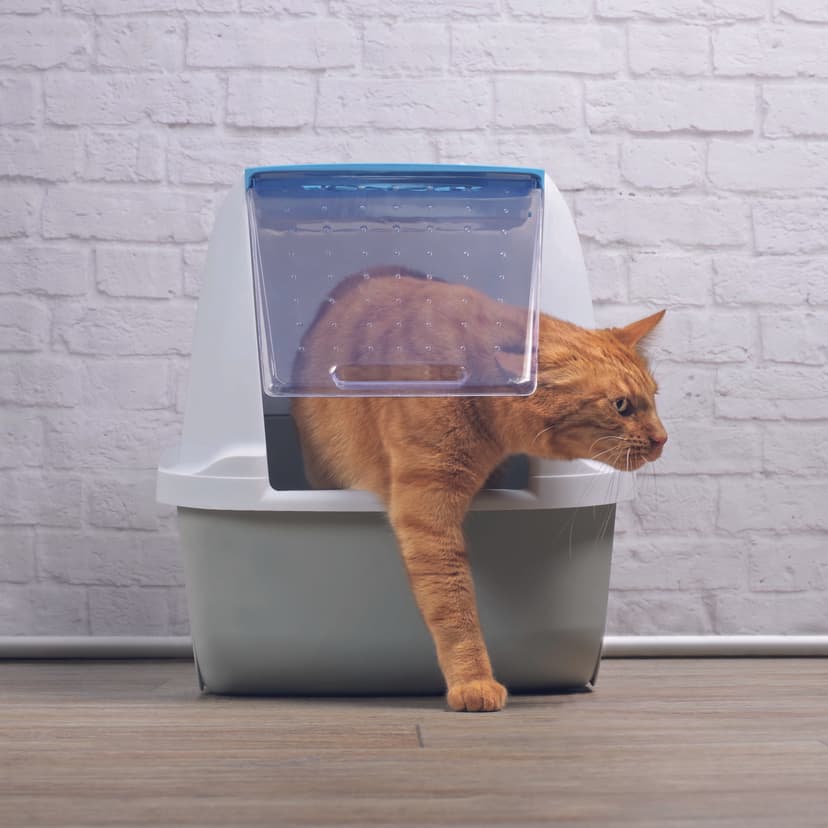 Расстройство желудка у кошки