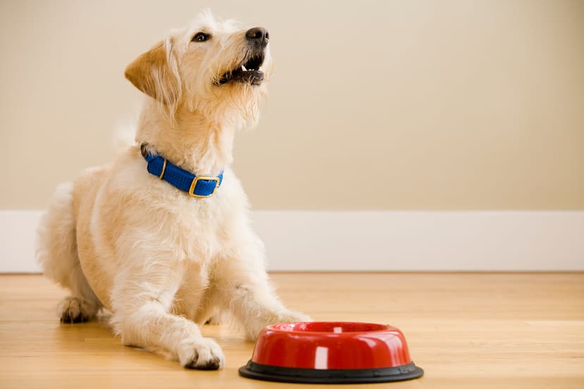 Чем нельзя кормить собаку?