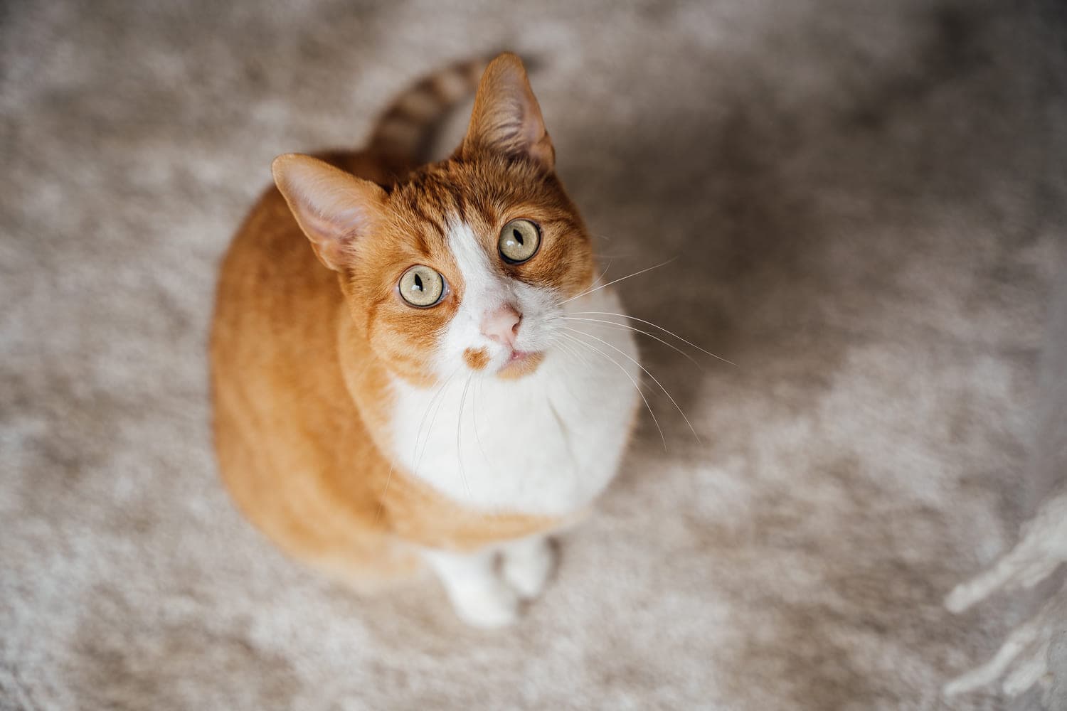 Стоит ли заводить кошку