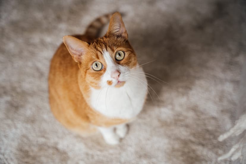 Стоит ли заводить кошку