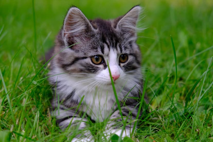 Сколько раз в день кормить котенка?