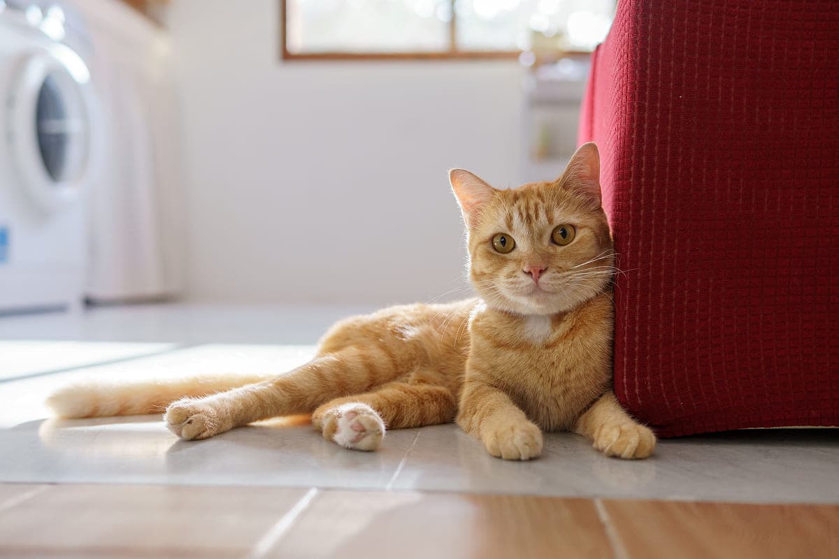 Уход за кошкой после операции