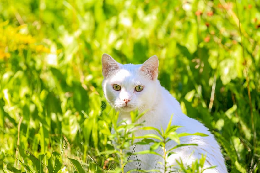 В каком возрасте стерилизуют кошек