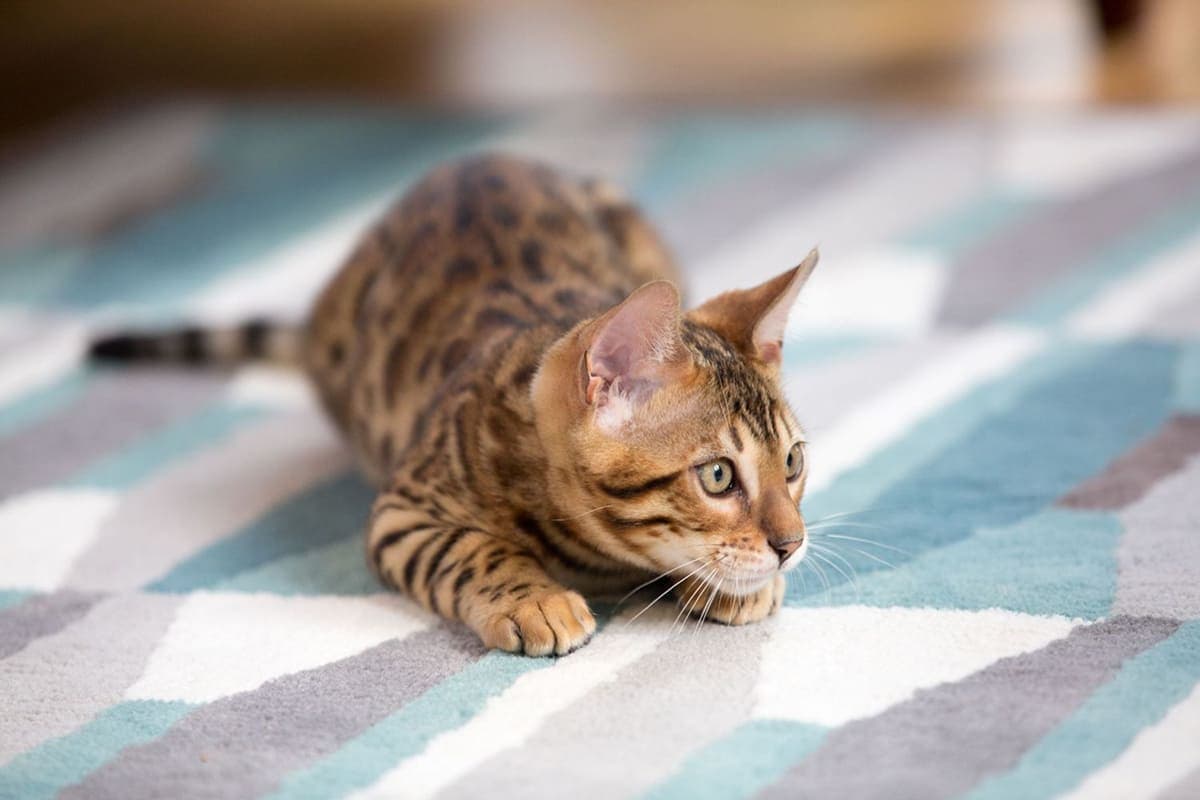 В каком возрасте кастрируют котов