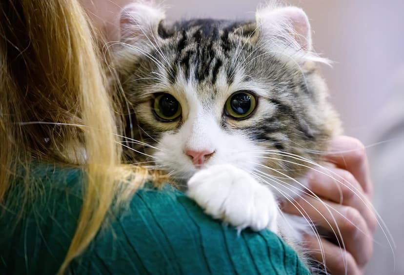 Как стать волонтером в приюте для животных