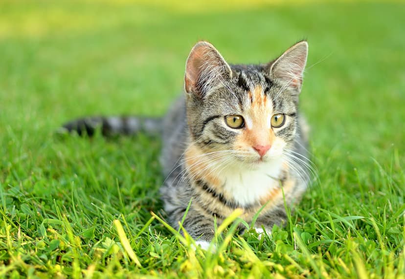 Клещи у кошек