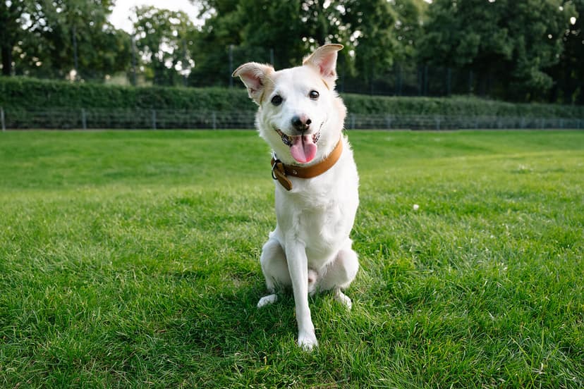 Животные-инвалиды: мифы, которые не имеют ничего общего с реальностью