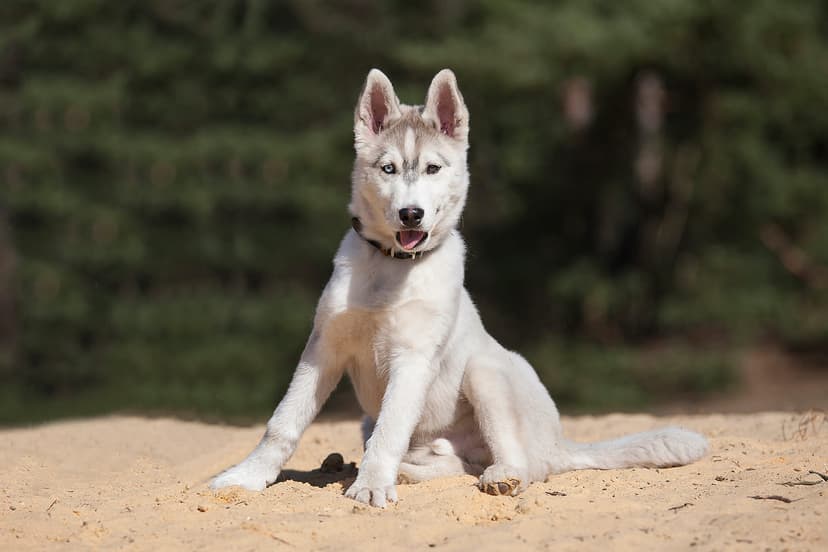 Эти мифы о приютских питомцах давно пора забыть