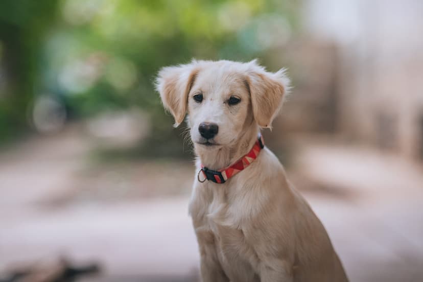 Чем кормят собак в приютах