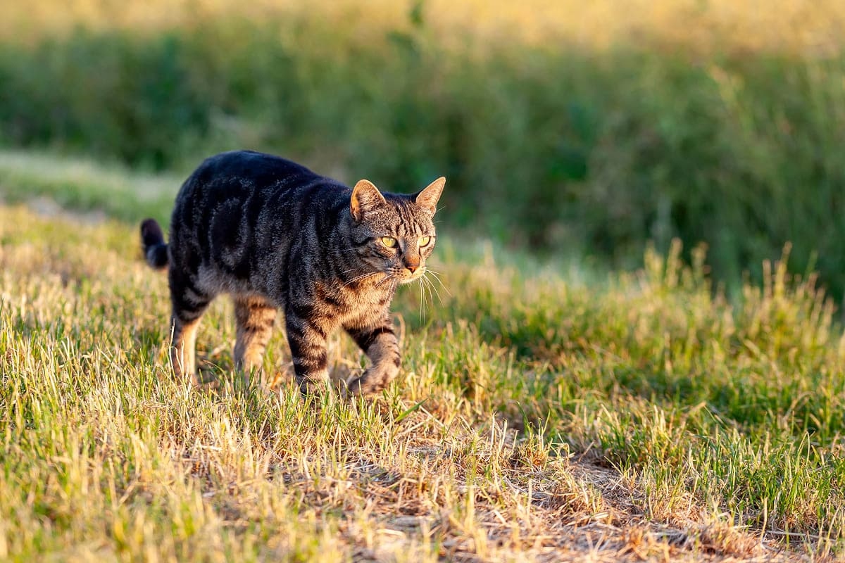 Что делать, если нашел кошку или собаку на улице?
