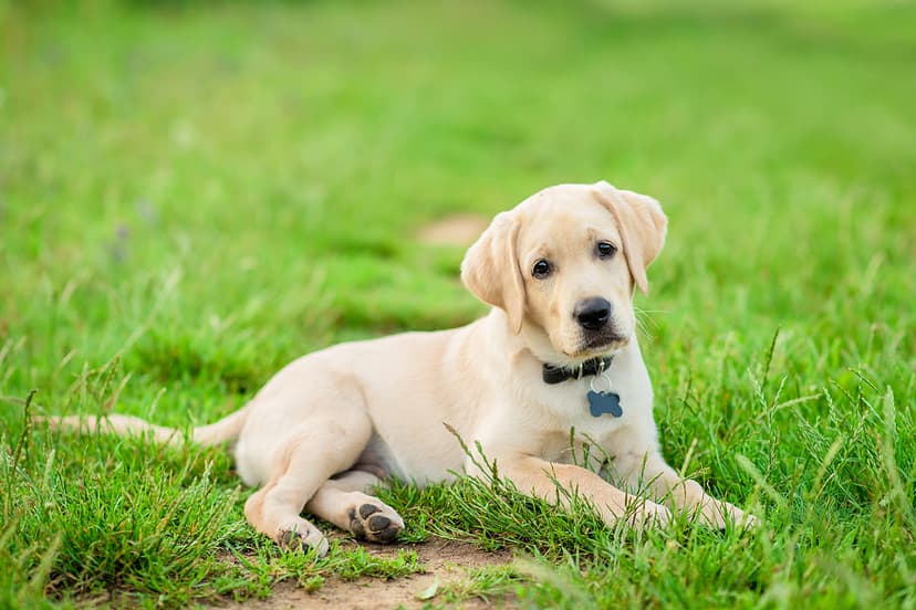 До какого возраста собака считается щенком?