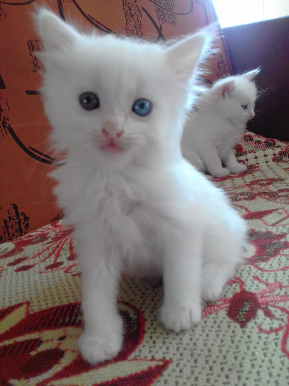 Возьму белую кошку. Чисто белые котята. Белый котенок в добрые руки. Белый котенок 2 месяца. Девочка с белым котенком.