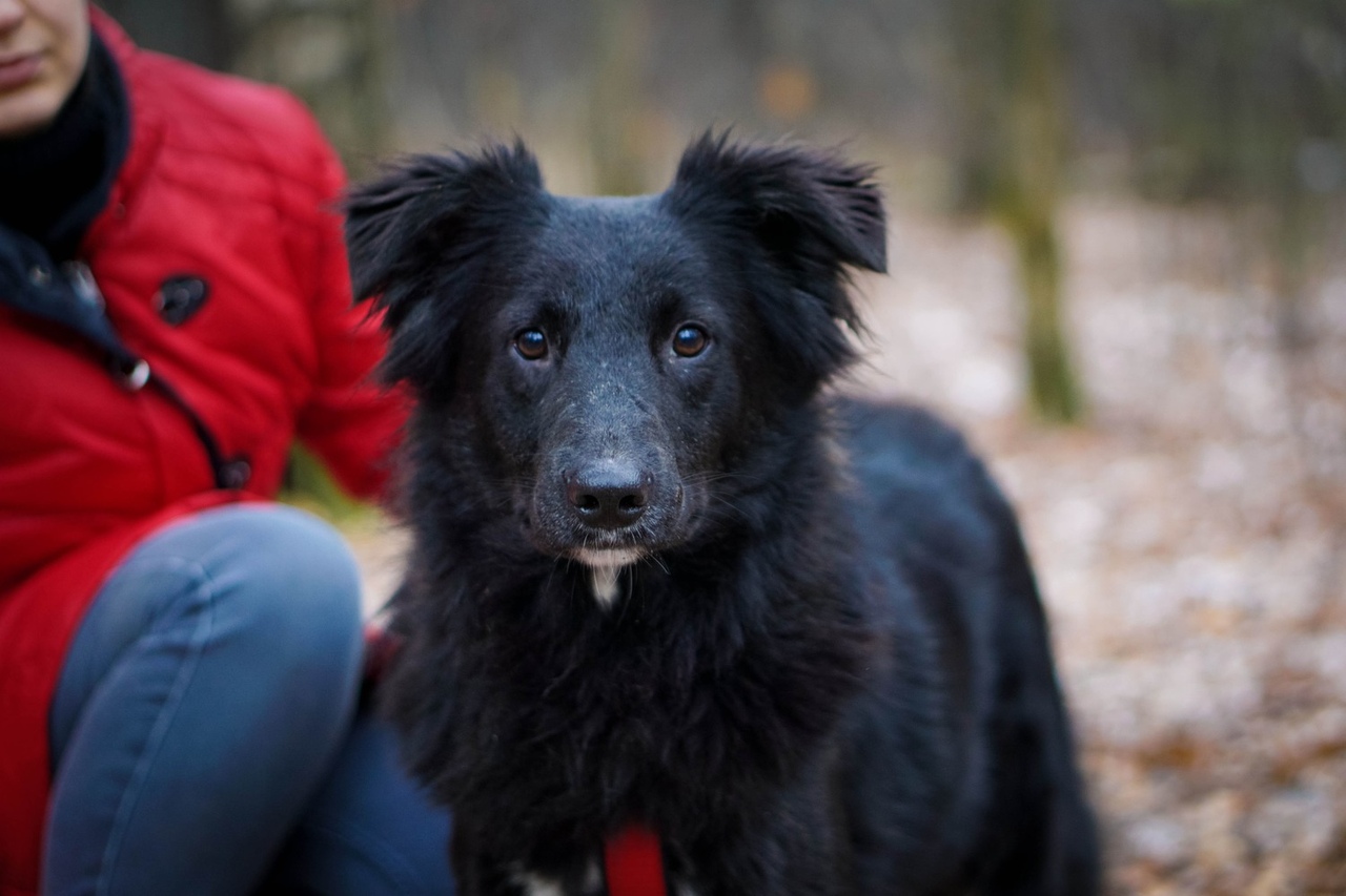 Пес Балто 🐕 из приюта ищет дом — 4 года, среднего размера, мальчик