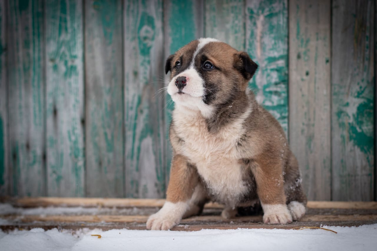 Собака Белла 🐕 ищет заботливую семью — 2 года, черный, девочка