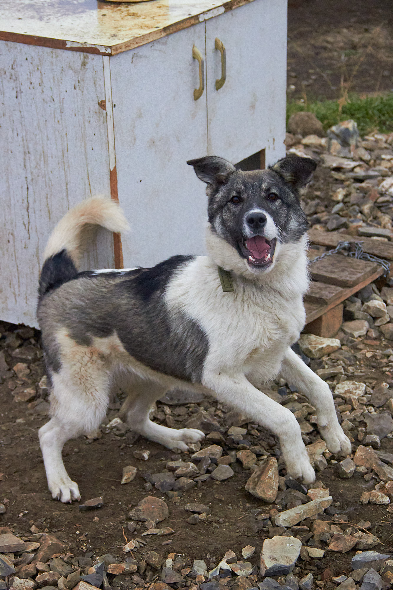 Собака Тома 🐕 ищет дом — 3 года, девочка, ладит с другими животными