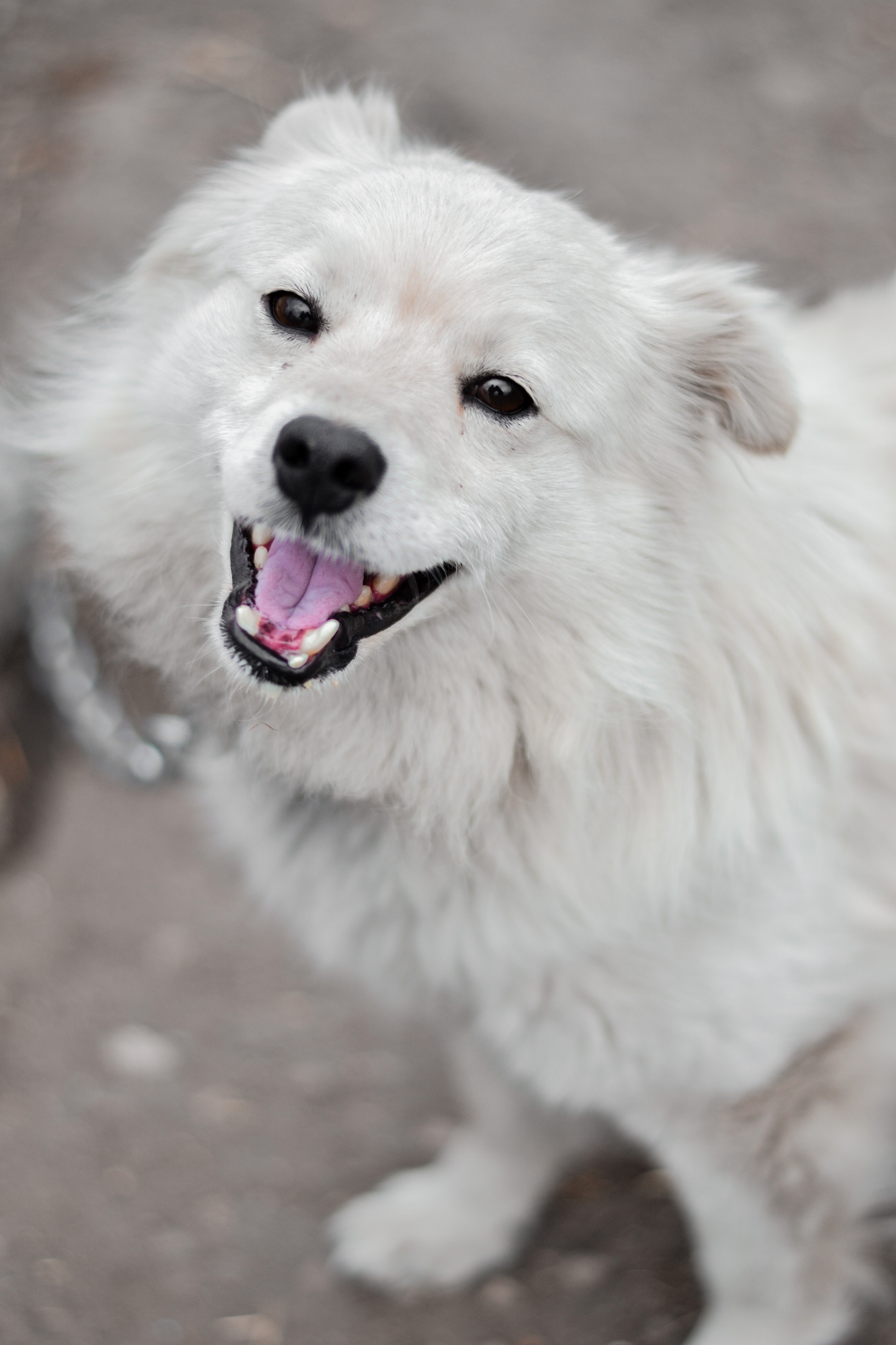 Собака Вжик 🐕 из приюта даром — 6 лет активный длинношерстный мальчик