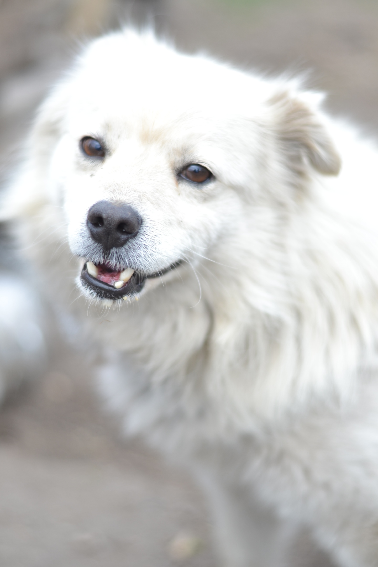 Собака Вжик 🐕 из приюта даром — 6 лет активный длинношерстный мальчик