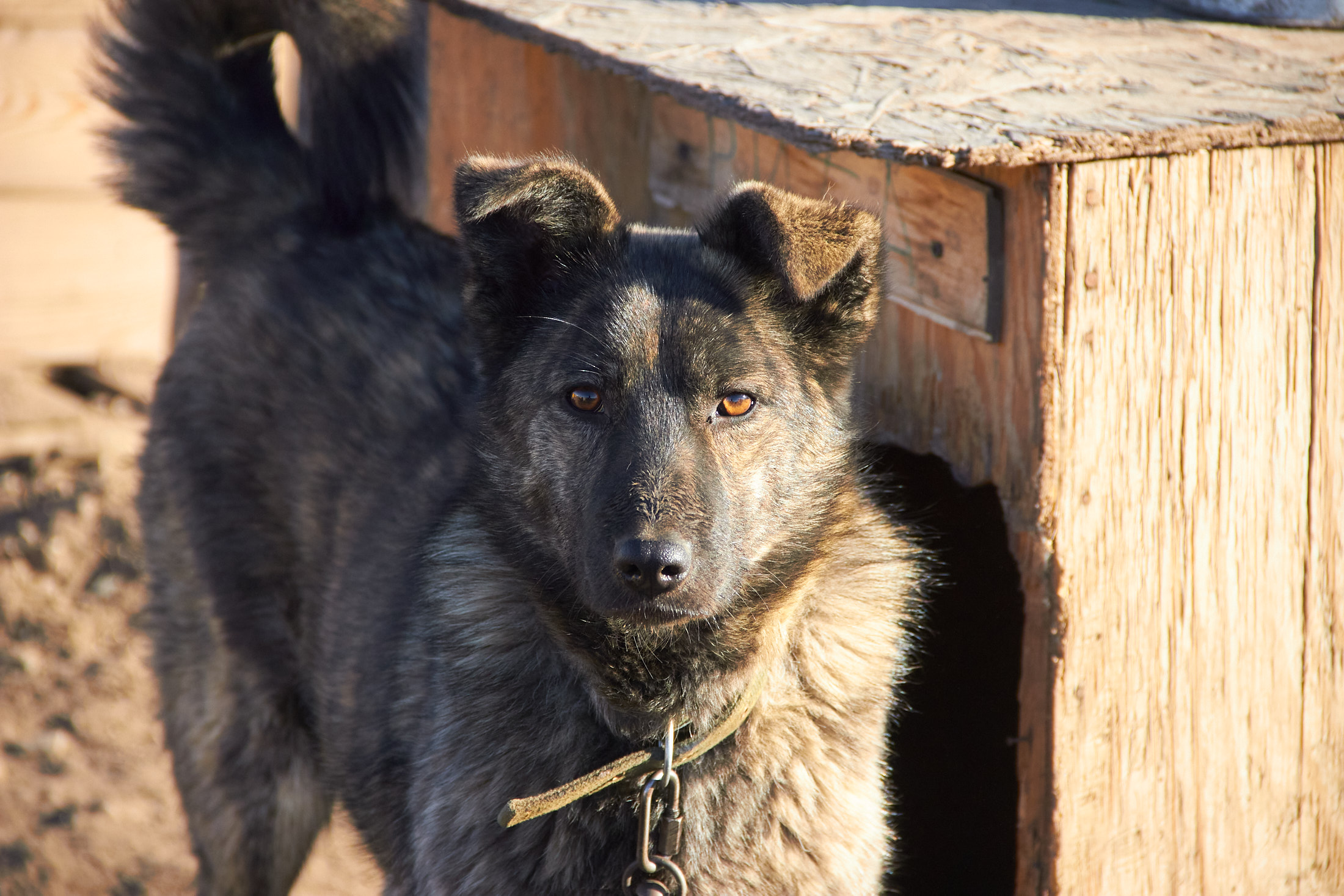 Собака Фора 🐕 из приюта ищет дом — 4 года, активная, короткошерстная