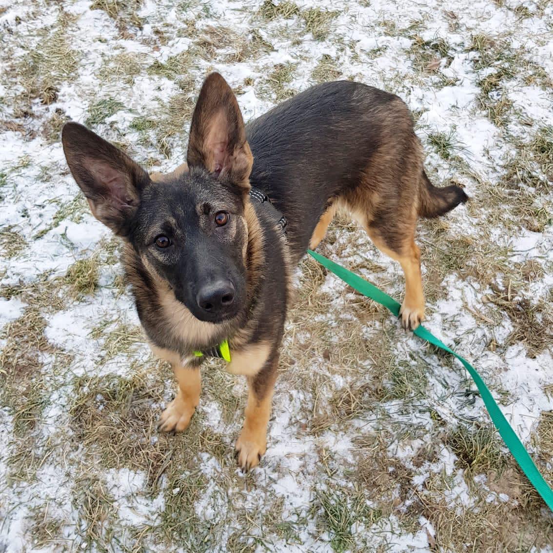 Собака Китти 🐕 из приюта даром — спокойная короткошерстная девочка