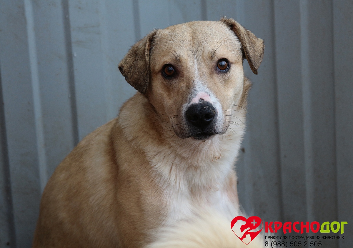 Пес Вайс 🐕 ищет любящих хозяев — 4 года, мальчик, короткошерстный