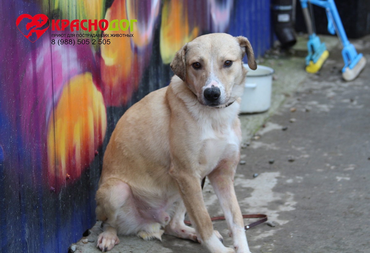 Пес Вайс 🐕 ищет любящих хозяев — 4 года, мальчик, короткошерстный