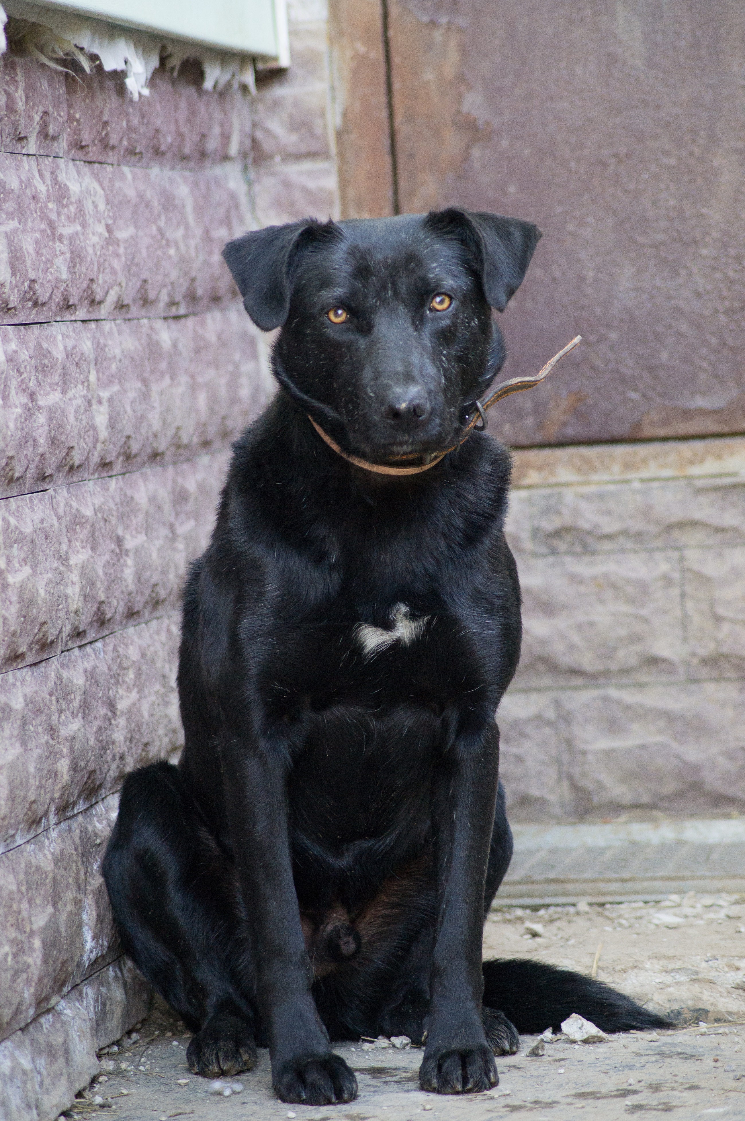 Пес Джордж 🐕 из приюта ищет дом — 4 года, мальчик, приучен к поводку