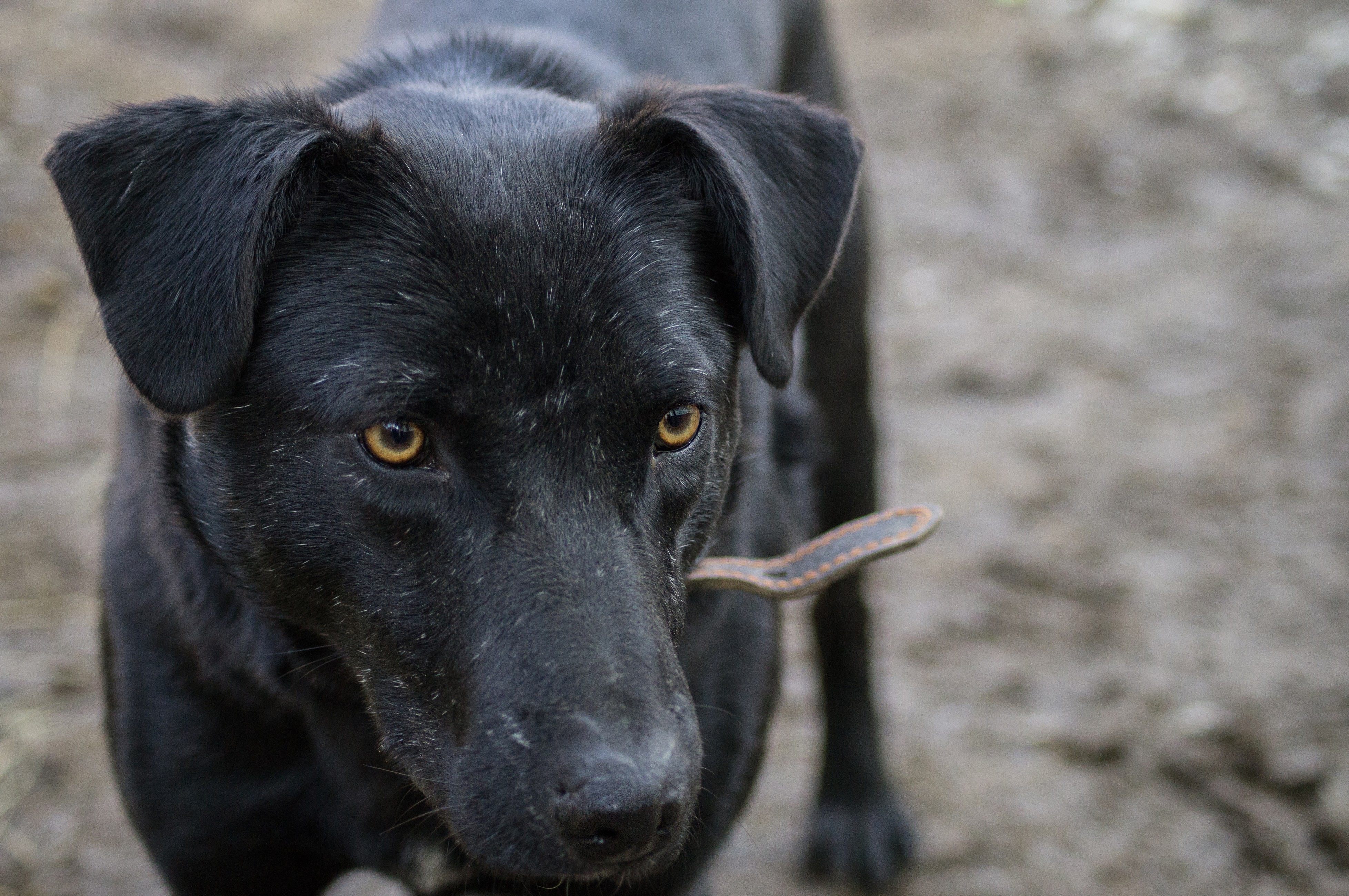 Пес Джордж 🐕 из приюта ищет дом — 4 года, мальчик, приучен к поводку