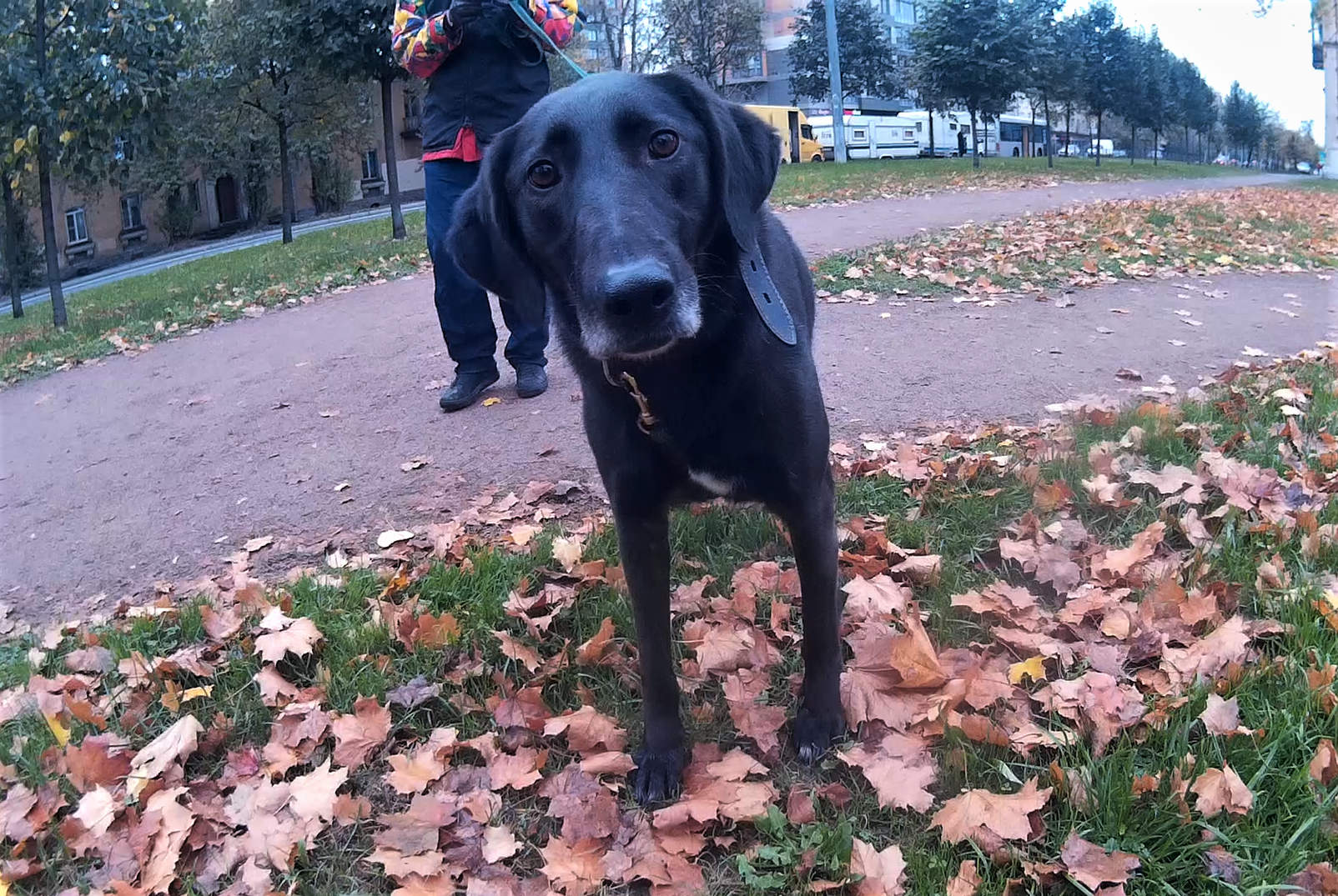 Собака Дуся (СПб) 🐕 из приюта даром — 5 лет спокойная короткошерстная  девочка